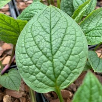 Omphalodes verna